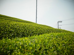 R0011334