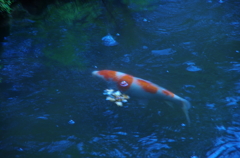 宝泉院の錦鯉。