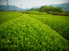 お～いお茶