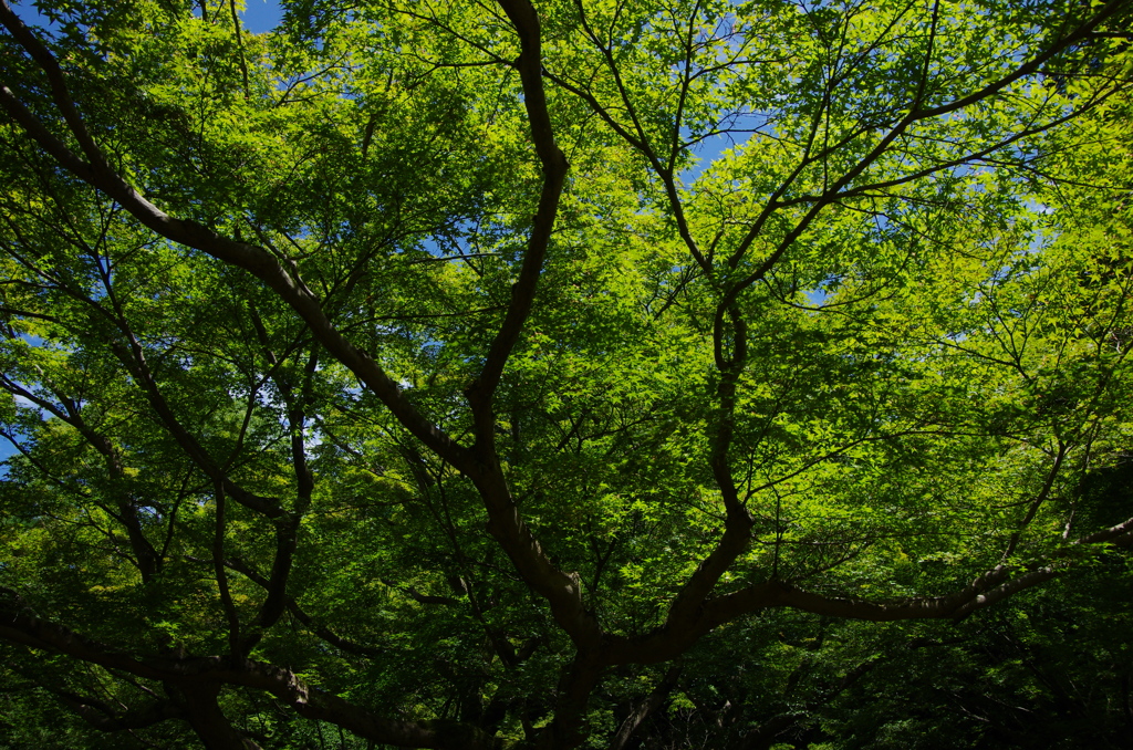 この木なんの木気になる木。