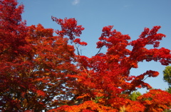 源光庵の紅葉。