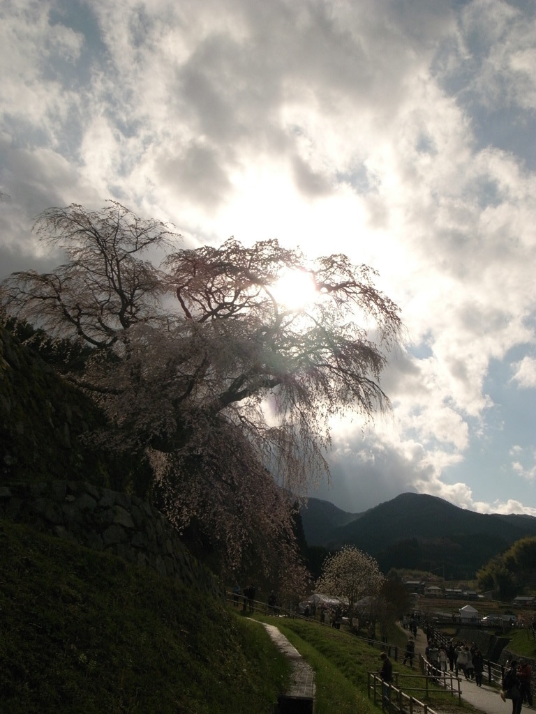 桜に差し込むヒカリ