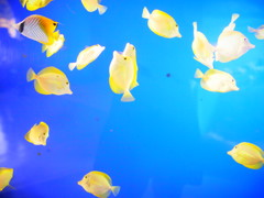 ファインディング・ニモ