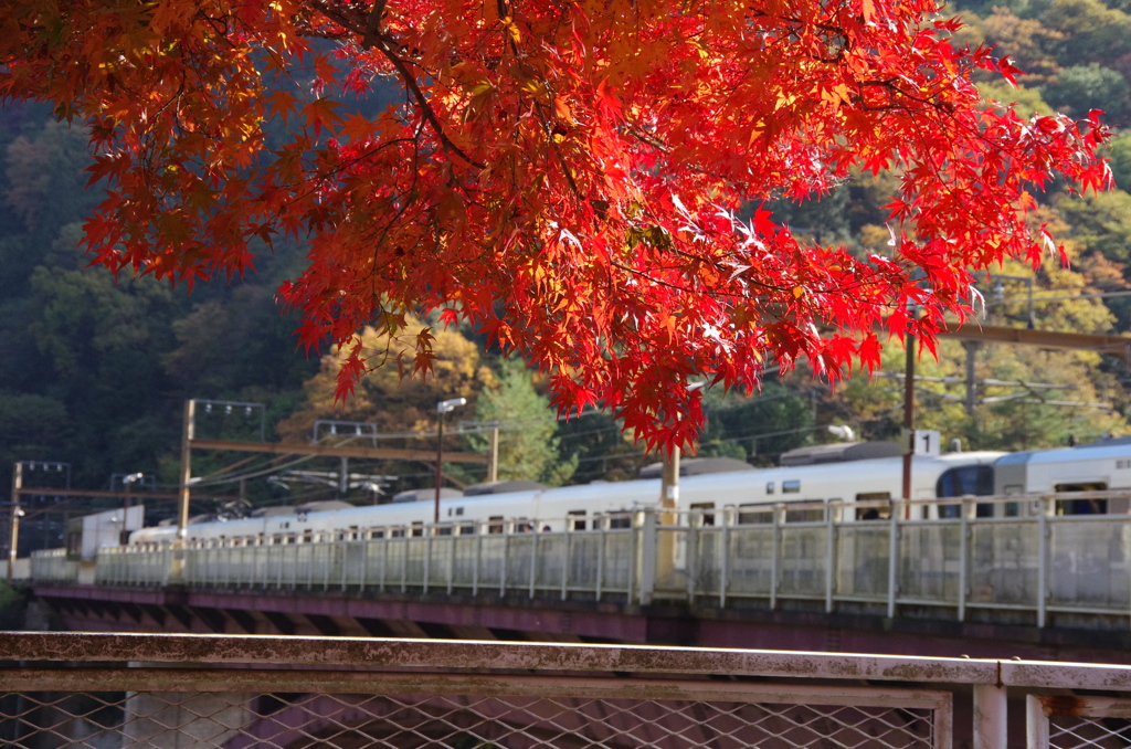 保津峡のもみじ。