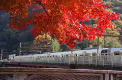 保津峡のもみじ。