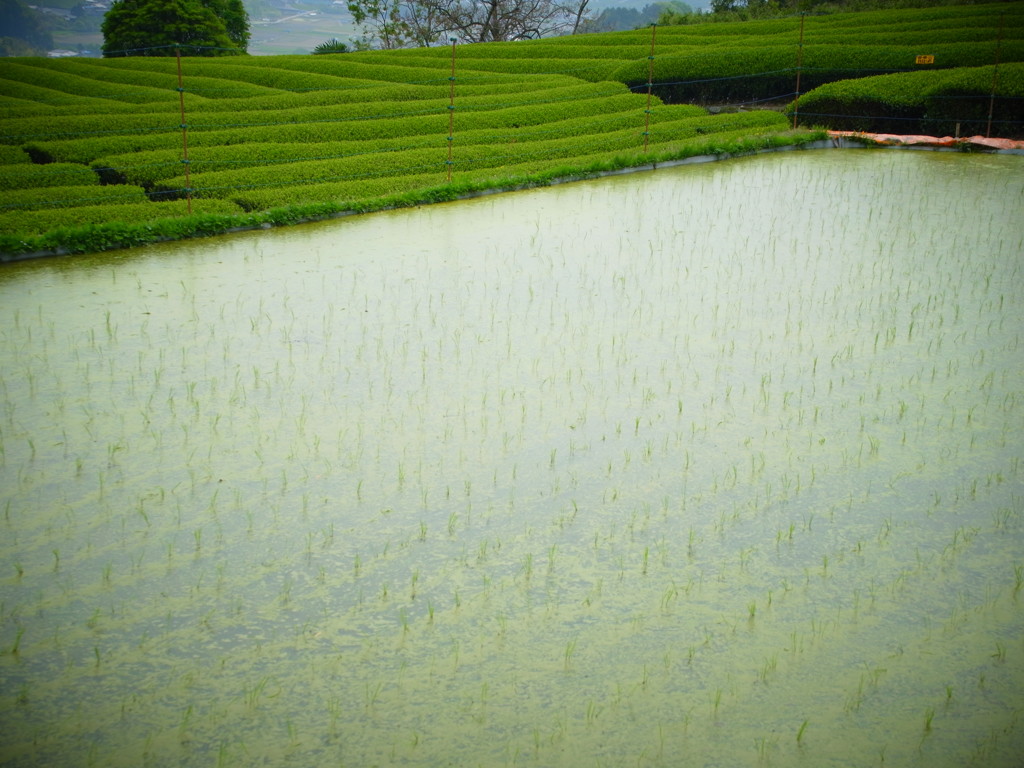 茶畑と水田
