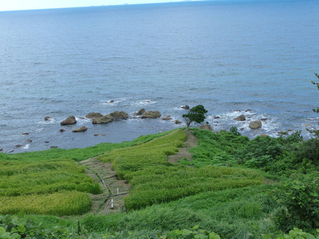 IMGP0529