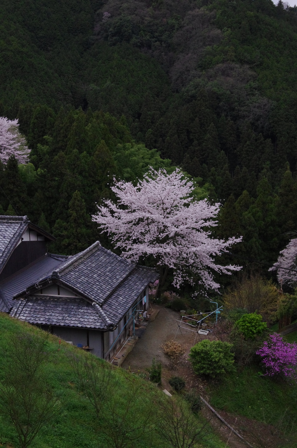 民家に咲くさくら。