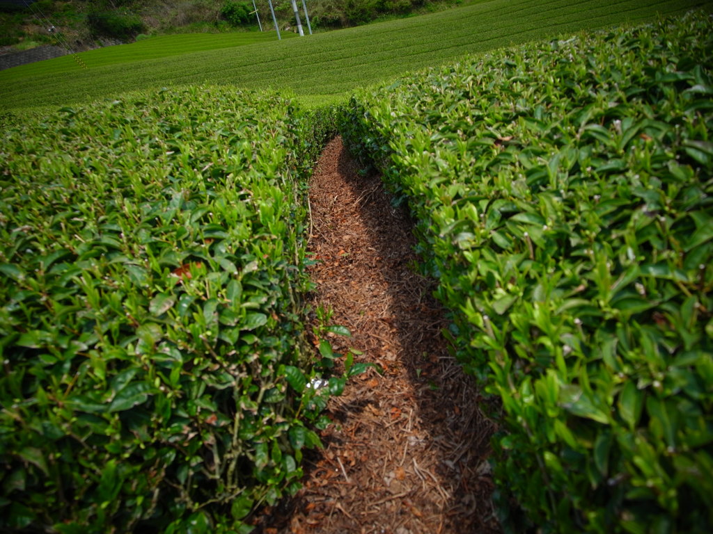 お茶の道
