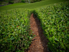 お茶の道