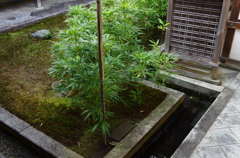 IMGP6689