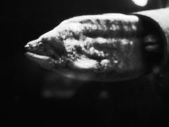 穴の中からこんにちは