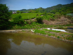 茶畑と水田