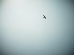 漁港を飛び交う