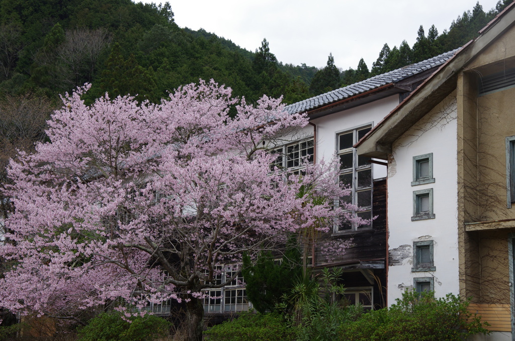 廃校に咲く桜。