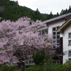 廃校に咲く桜。