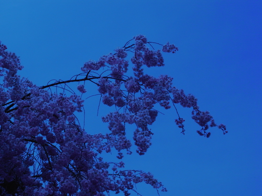 cherry blossom
