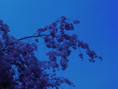 cherry blossom
