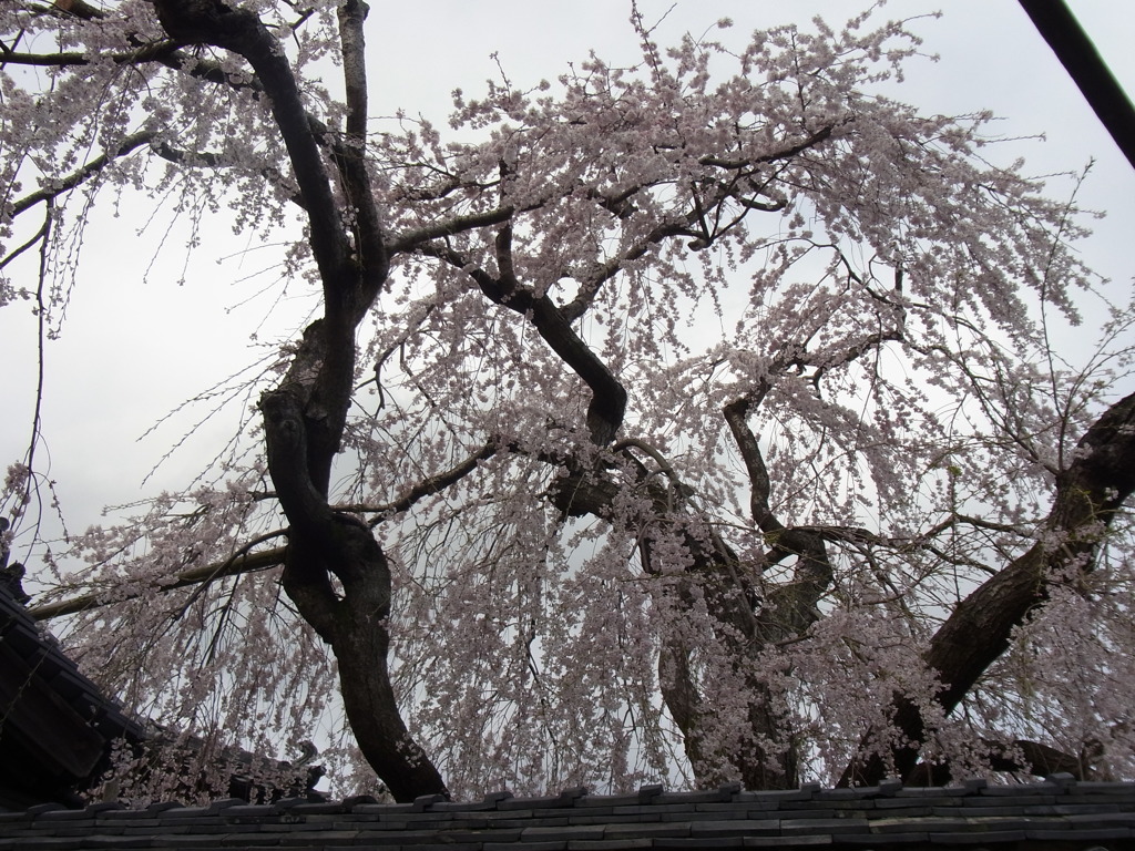 民家のしだれさくら