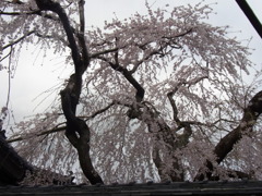 民家のしだれさくら