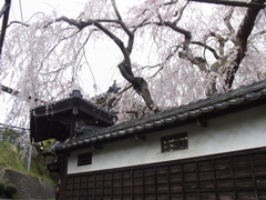 民家のしだれさくら