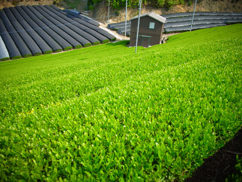 宇治茶の郷