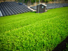 宇治茶の郷
