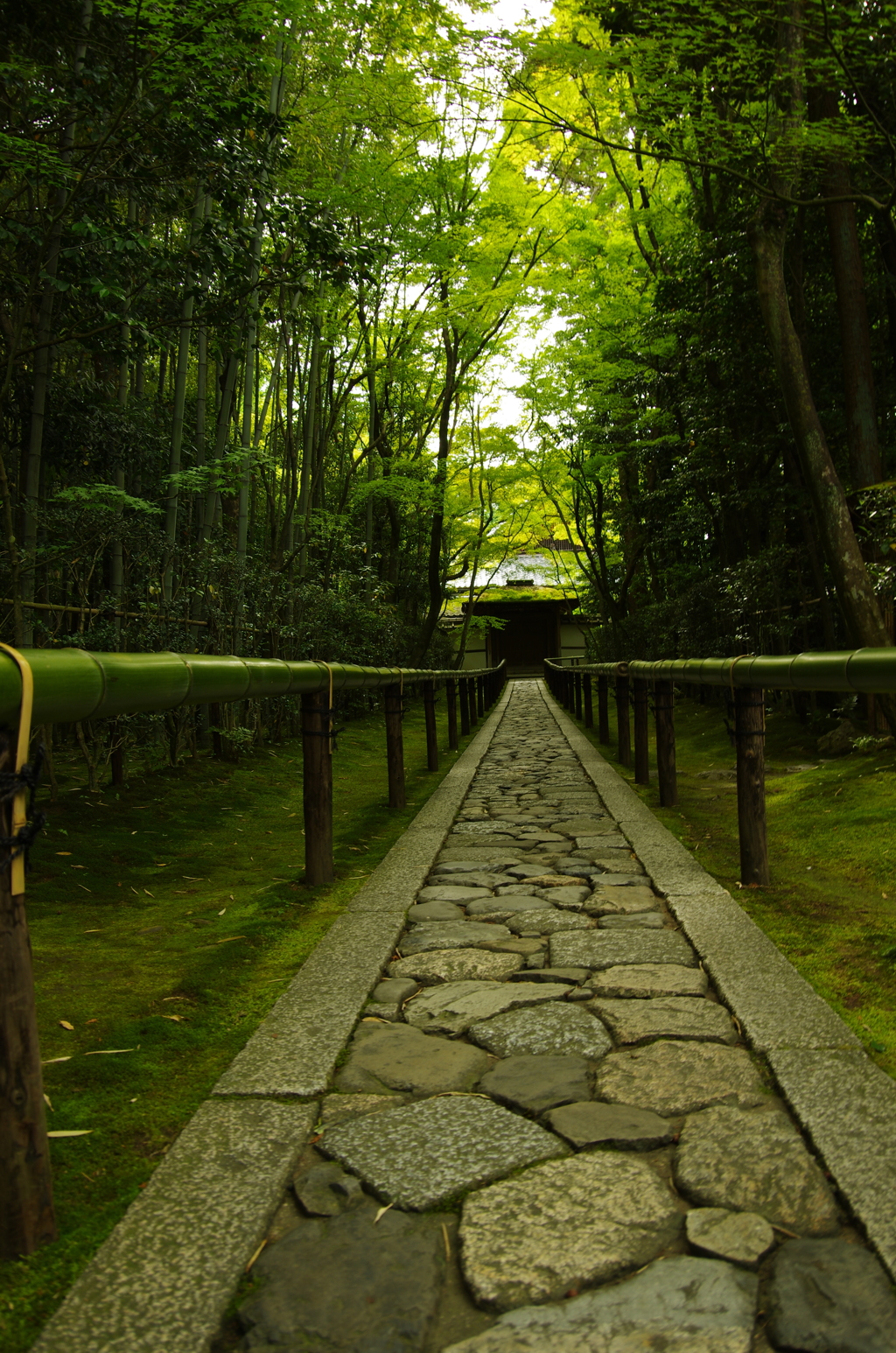 大徳寺　高桐院への参道。