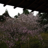 IMGP6787