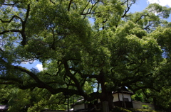 青蓮院門跡