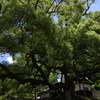 青蓮院門跡