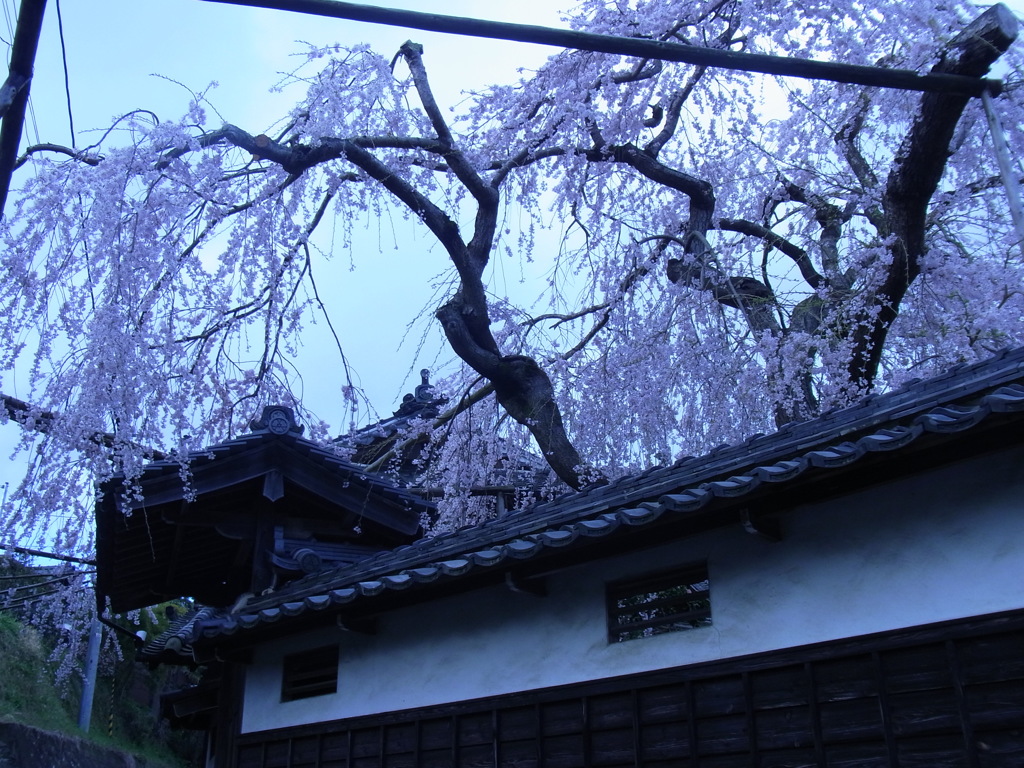 民家のしだれさくら