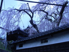 民家のしだれさくら