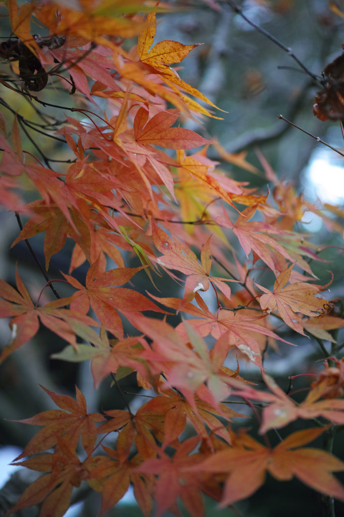 DP3M0225