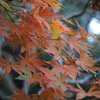 DP3M0225
