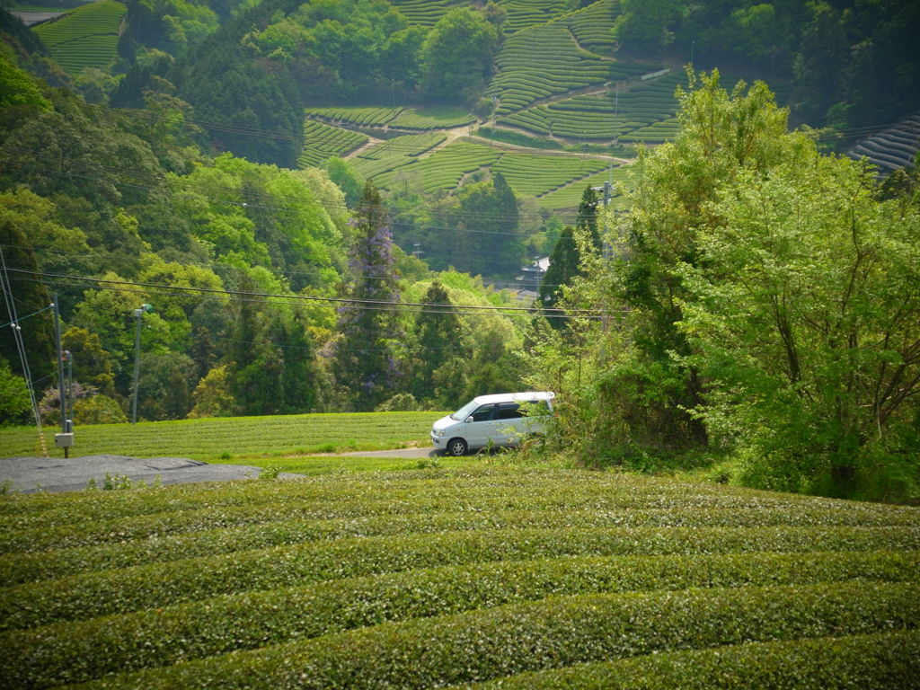 お茶のさと。
