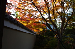 京都鷹峯　源光庵の紅葉。