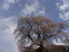 又兵衛桜