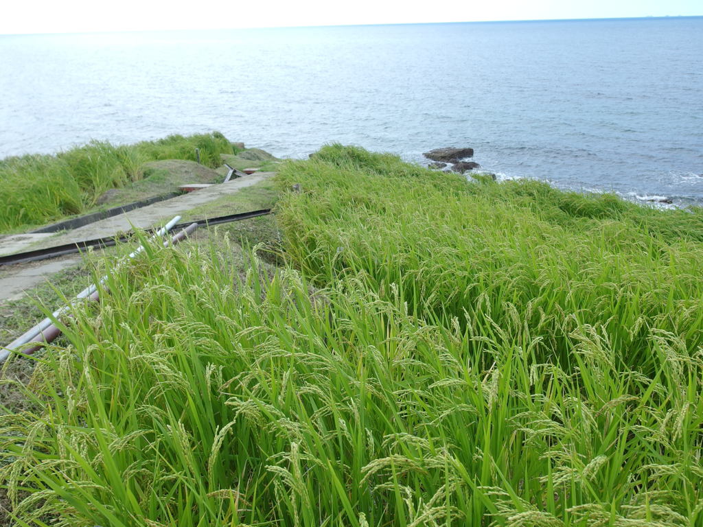 IMGP0520