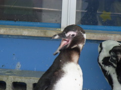 penguin