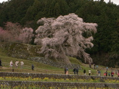 又兵衛のしだれ桜