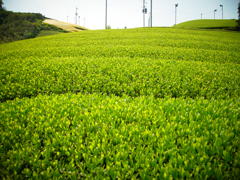 R0011161