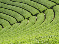 R0011392
