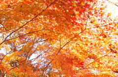 IMGP0944