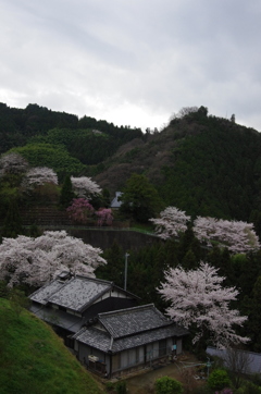 桜の景色。