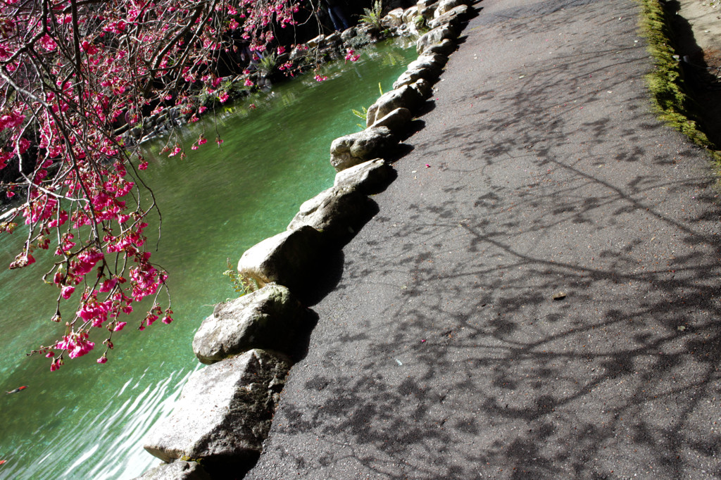 桜の影