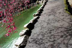 桜の影