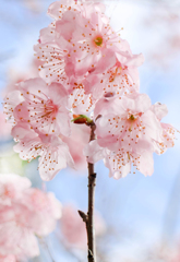 桜の木