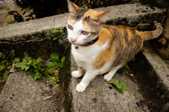 猫、猫、にゃあ~