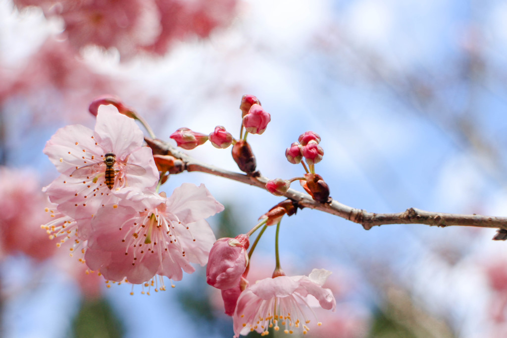 蜂と桜